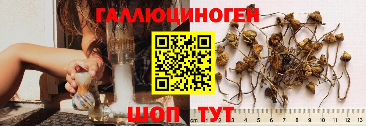 Псилоцибиновые грибы GOLDEN TEACHER  Вход с VPN  Псилоцибиновые грибы ЛСД  наркошоп  Вичуга 